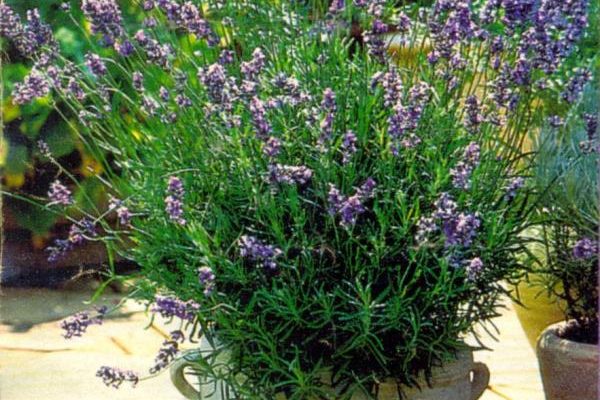 Lavanda1-600x400 Лаванда - это аромат Прованса