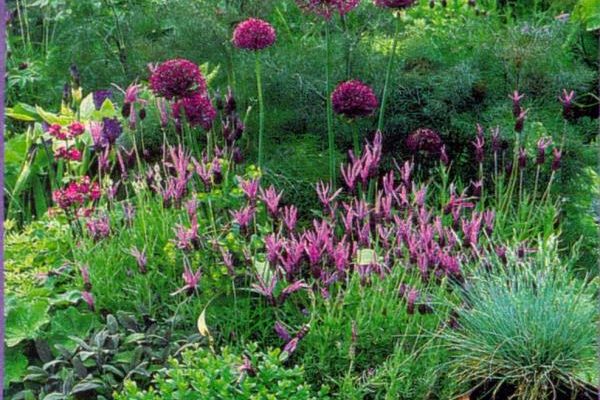 Lavanda2-600x400 Лаванда - это аромат Прованса